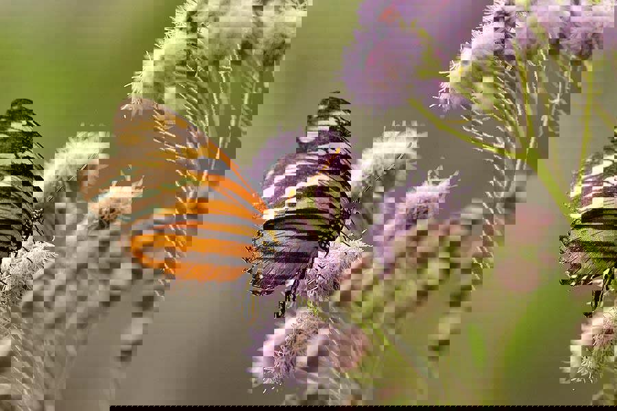 Fernlight Gallery Butterfly Beauty