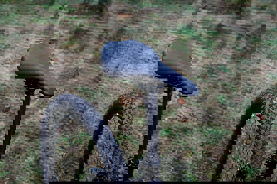 Claud Butler Haste 2.0 (2025)