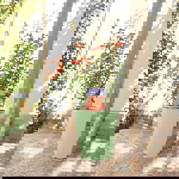 Warm Welcome Rose 5.5L Pot – Compact Orange Climbing Rose