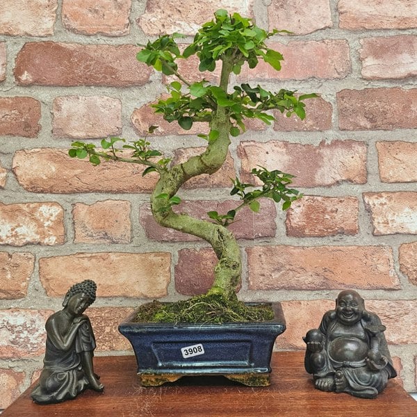 Yorkshire Bonsai Chinese Privet (Ligustrum Sinense) Bonsai Tree | Shaped | In 15cm Pot