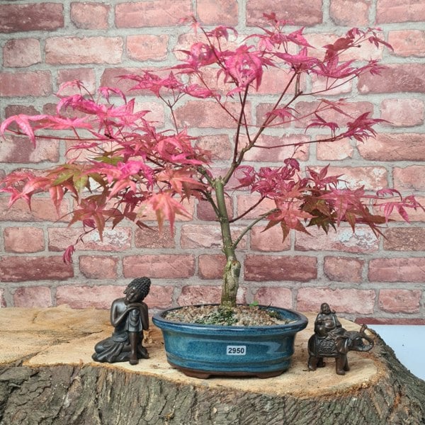 Yorkshire Bonsai Japanese Maple (Acer) Bonsai Tree | Deshojo Informal Upright | In 20cm Pot