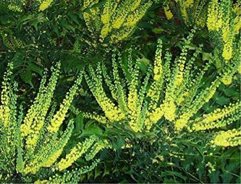 Direct Plants Mahonia x media Winter Sun Plant 50-60cm Supplied in a 3 Litre Pot