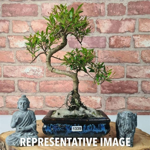 Brush Cherry (Syzygium) Bonsai Tree | Shaped | In 15cm Pot - Yorkshire Bonsai