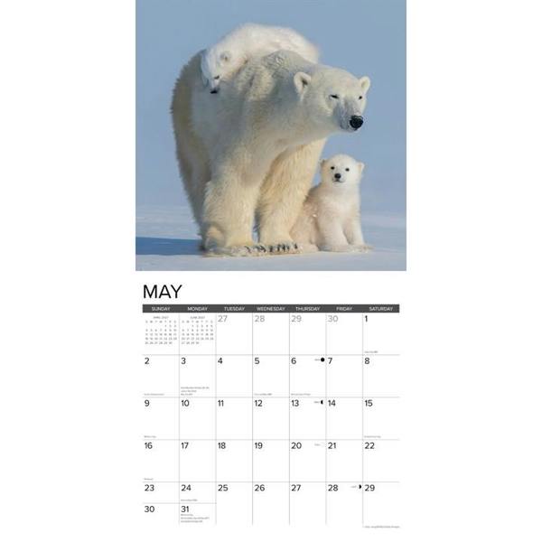 Polar Bears Calendar 2027, Wall Calendars, Month To View, Animals, Gift