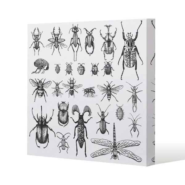 Benjamin Tate Design fleas many species in vintage old hand drawn style (Canvas Print)
