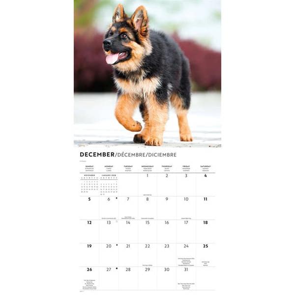 German Shepherds Calendar 2027, Wall Calendars, Month To View, Dogs, Gift