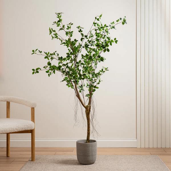 Scottish Everlastings 150cm Real Touch Mini Ficus Tree