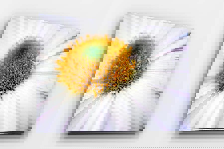 Chrysanthemum flower print on glass acrylic panel