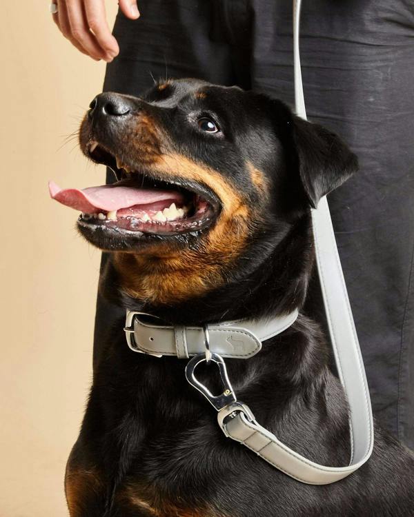Luxury Grey Dog Collar in Vegan Leather