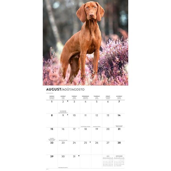 Vizslas Calendar 2027, Wall Calendars, Month To View, Dogs, Gift