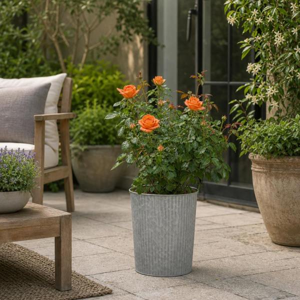 3L Orange Patio Rose in Decorative Pot Outdoor Garden Plant