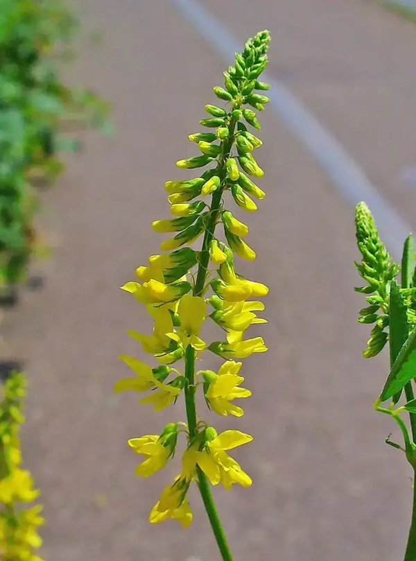 Sweet Clover Seed Yellow Blossom:Sweet Clover Seed (Melilotus officinalis)