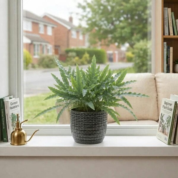 Phlebodium Blue Star Fern – Elegant Blue-Green Foliage Indoor Houseplant - Braga Grey Ceramic