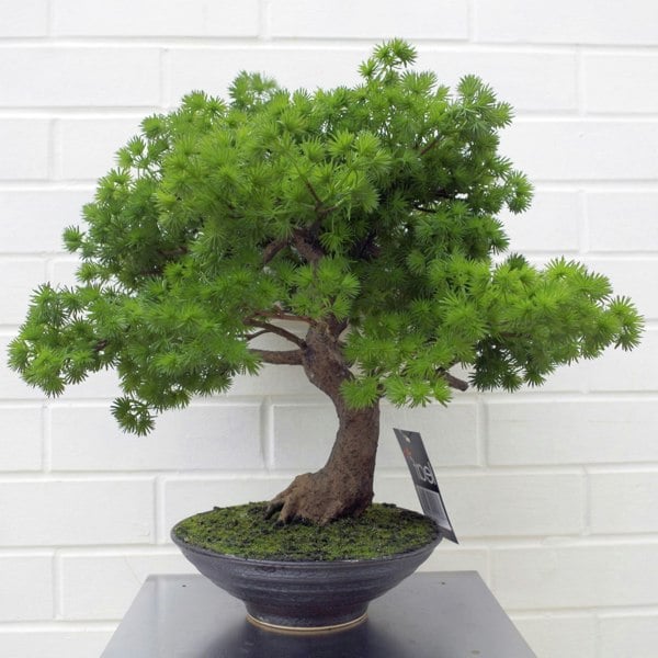 Leaf 50cm Artificial Luxury Pine Bonsai Tree