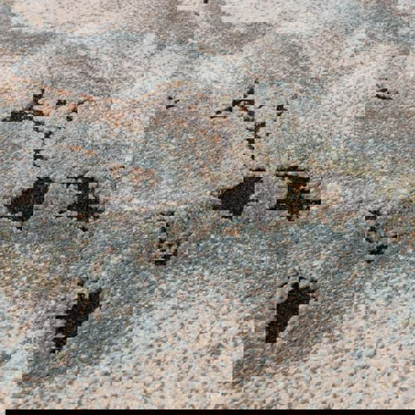 Asiatic Mirage Oasis Blue Rug