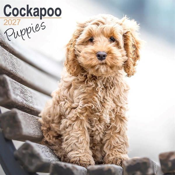 Cockapoo Puppies Calendar 2027, Wall Calendars, Month To View, Dogs, Gift