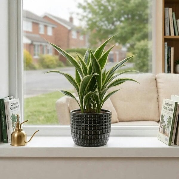 Dracaena White Jewel Dragon Tree – Elegant White and Green Variegated Indoor Houseplant