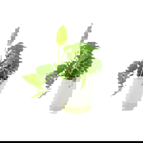 Epipremnum Aureum 12cm