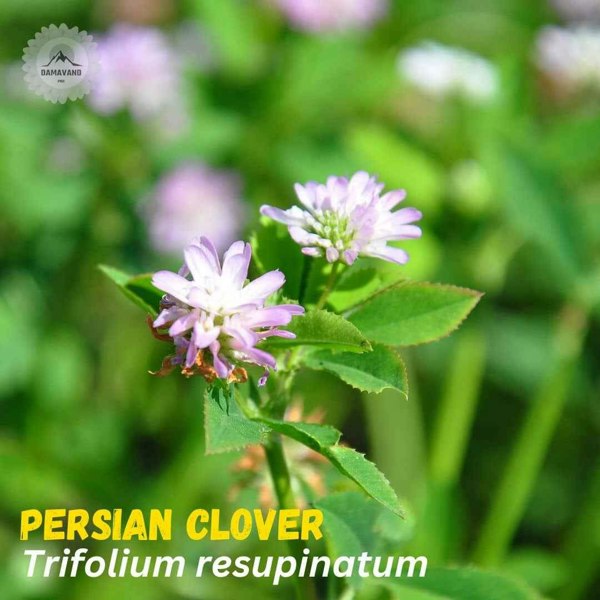 Persian Clover Trifolium resupinatum