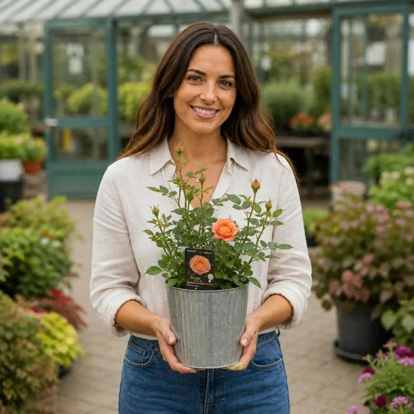 3L Happy Birthday Peach Rose Bush - Beautiful Flowering Plant Gift - Metal Vertical Line Zinc