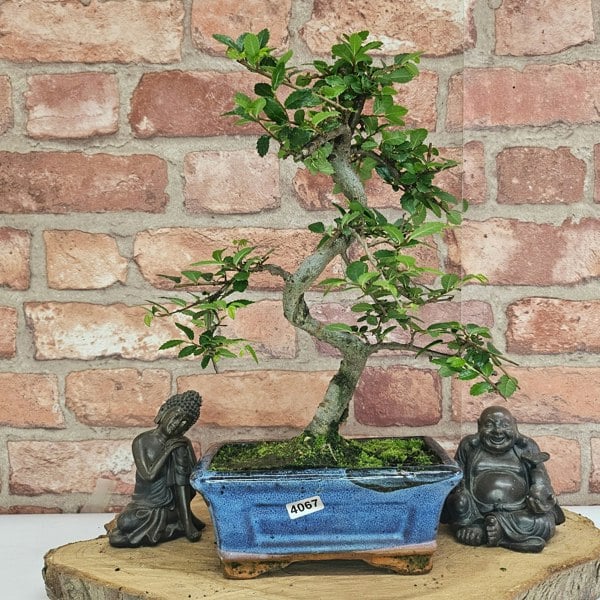 Yorkshire Bonsai Chinese Elm (Ulmus Parvifolia) Bonsai Tree | Shaped | In 15cm Pot