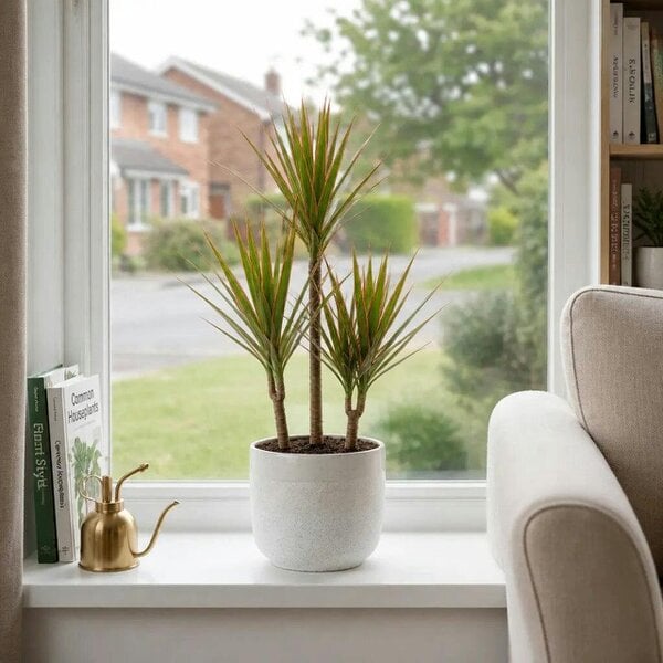 Dracaena Marginata 3 Stem Dragon Tree – Elegant Architectural Tropical Indoor Houseplant