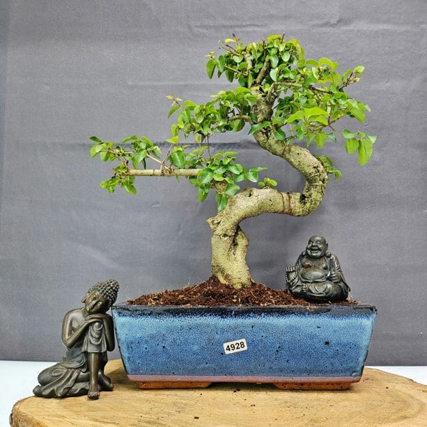 Yorkshire Bonsai Chinese Privet (Ligustrum Sinense) Bonsai Tree | Shaped | In 25cm Pot