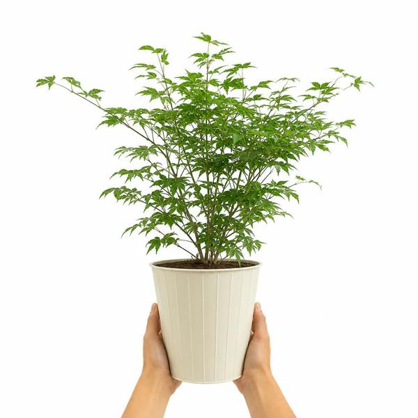 3L Acer Green Leaf in Pot Outdoor Tree for Patio & Garden