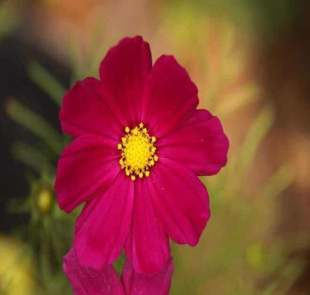 Red Cosmos Flowers