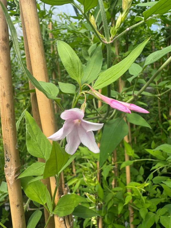 Direct Plants Jasminum Stephanense Highly Fragrant Climbing Plant Large 3-4ft in a 3 Litre Pot