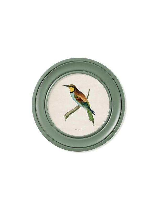 Exceptional Art c.1870 Kingfisher and Bee Eater - Round Frame Green