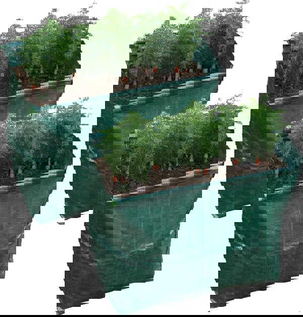 St Helens Home and Garden Carrot Planter - Pack of 2