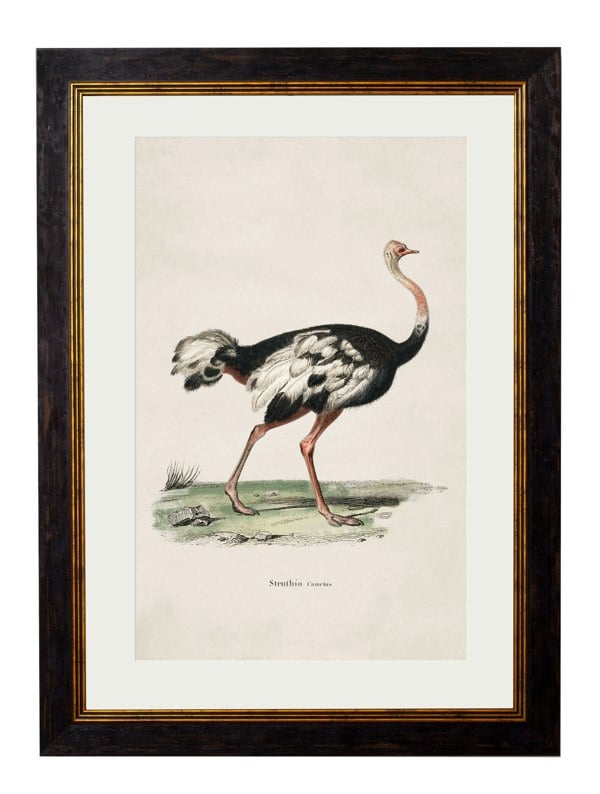 Exceptional Art c.1846 Ostrich