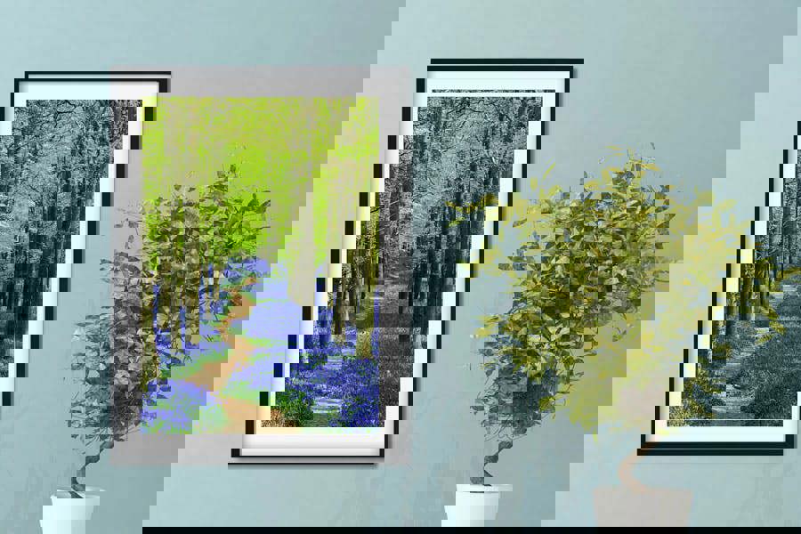 bluebell woodland fine art print for interior walls