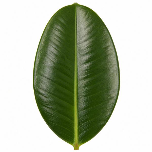Ficus Robusta Rubber Plant 17cm Pot – Easy Care Indoor Houseplant Plants By Post