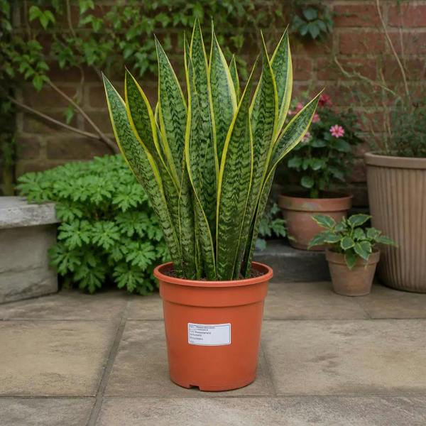 Sansevieria Superba - Snake Plant - 21cm Pot