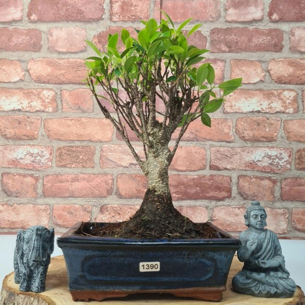 Ficus Microcarpa (Banyan Fig) Indoor Bonsai Tree | Broom | In 20cm Pot