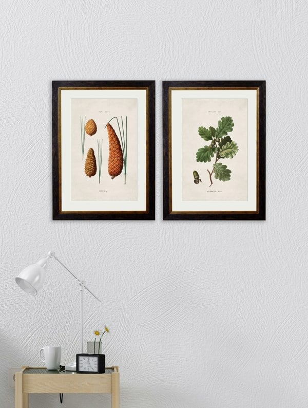 Exceptional Art c.1819 Study of British Leaves and Pinecones