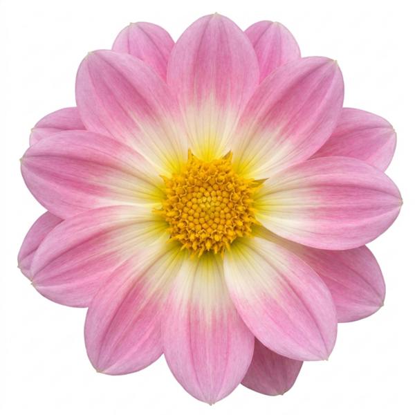 Dahlia Dahlegria Tricolour 3L Red & White Dahlia