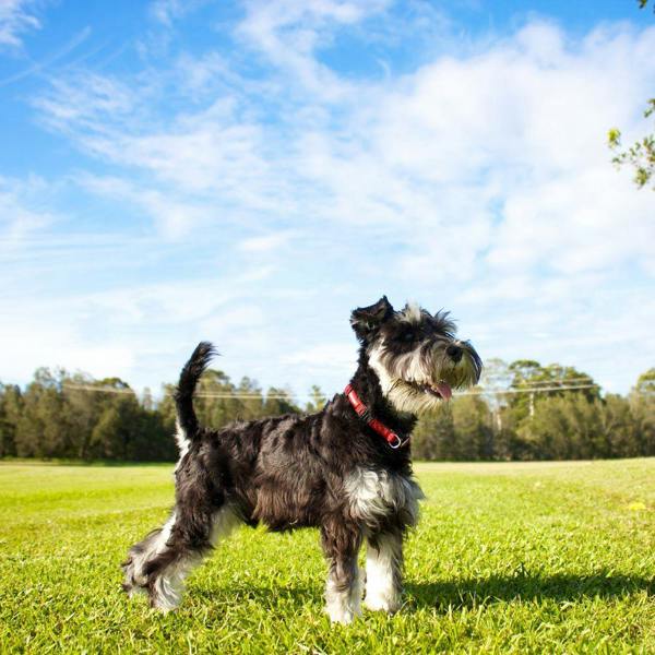 EzyDog Checkmate Collar in Red