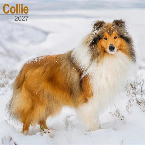 Collie Calendar 2027, Wall Calendars, Month To View, Dogs, Gift