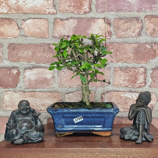 Yorkshire Bonsai Fukien Tea Tree (Carmona Retusa) Bonsai Tree | Broom | In 15cm Pot - 3769