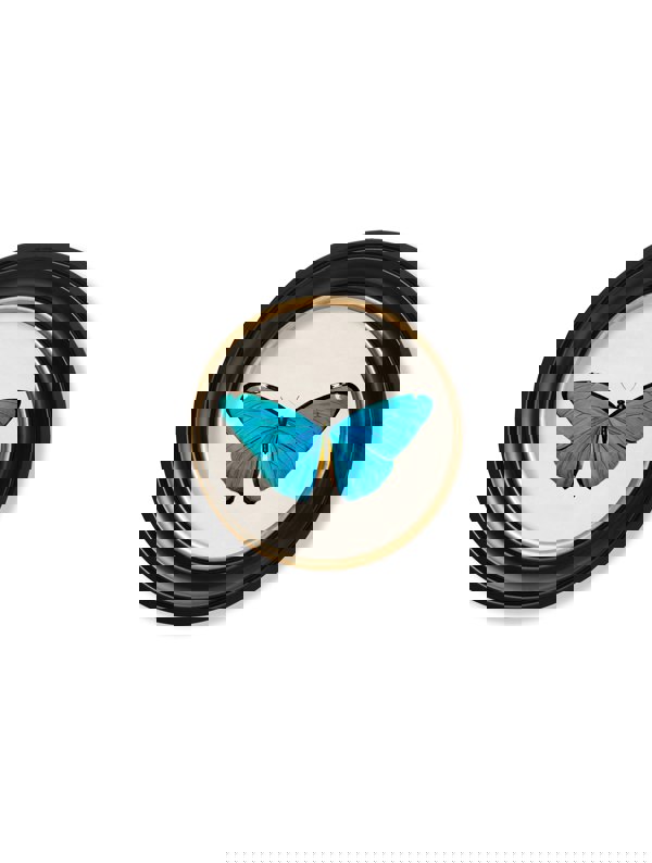 Exceptional Art c.1836 Tropical Butterflies - Round Frames