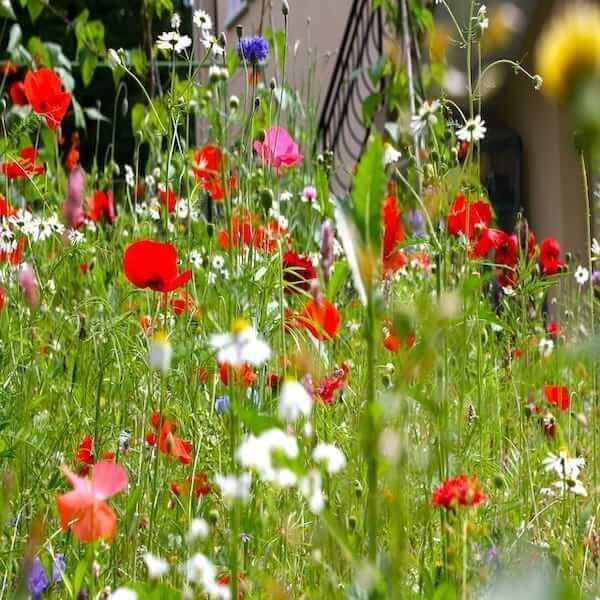 wildflower seed mixture