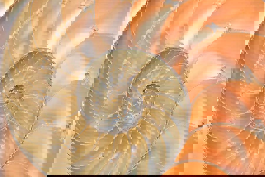 Fernlight Gallery Nautilus