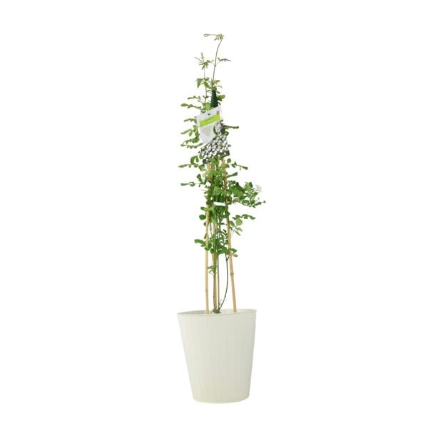 Clematis Piilu – 3 L Pot – Early Flowering Pink Climbing Clematis (Copy) plants by post