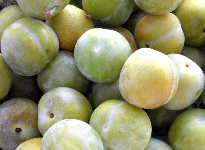 Direct Plants Plums Cambridge Gage Fruit Tree 5ft Tall Supplied in a 7.5 Litre Pot by Directplants