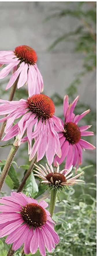 coneflower bulbs for planting