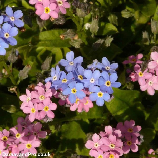 Myosotis alpestris mixed Seeds