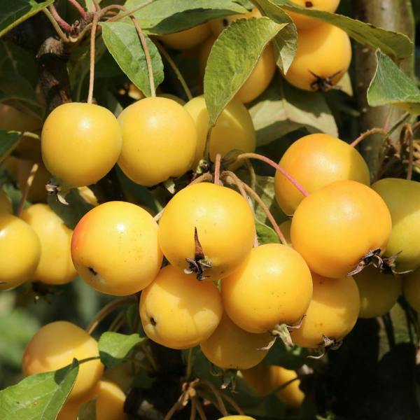 Direct Plants Malus Golden Hornet Crab Apple Tree 4-5ft Tall By Direct Plants